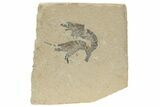 Two Cretaceous Fossil Shrimp - Lebanon #236042-1